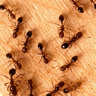 Insects