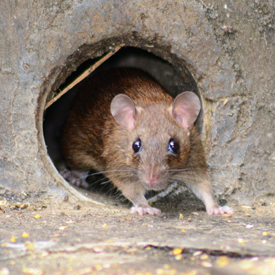 Rodents